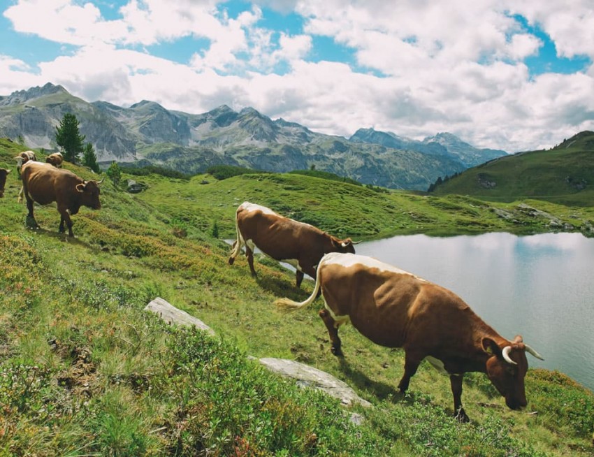 Kühe grasen auf der Almlandschaft