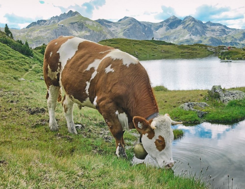 Kuh trinkt aus Almsee