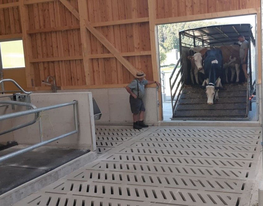 Die erste Kuh betritt den neuen Stall