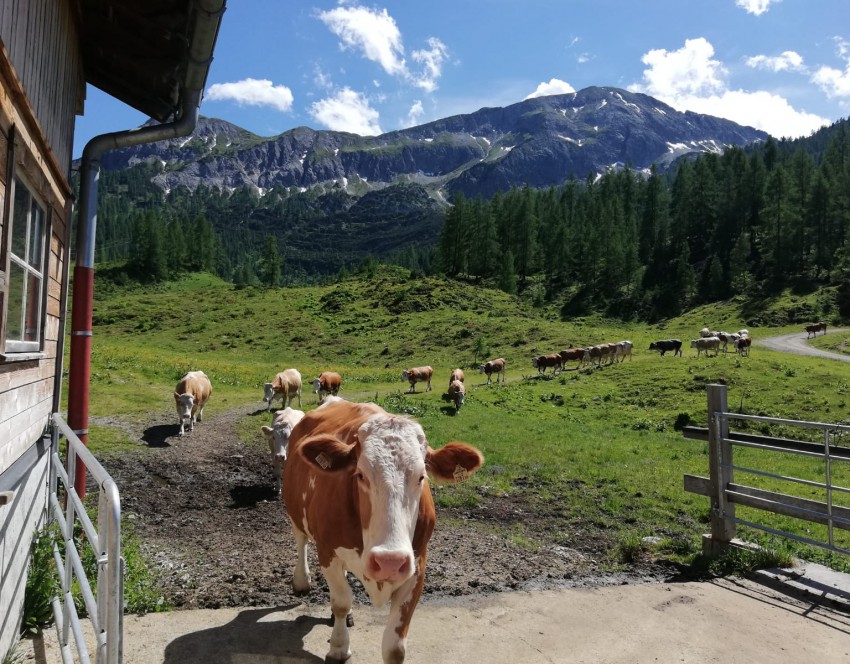 Unsere Milchkühe in Zauchensee