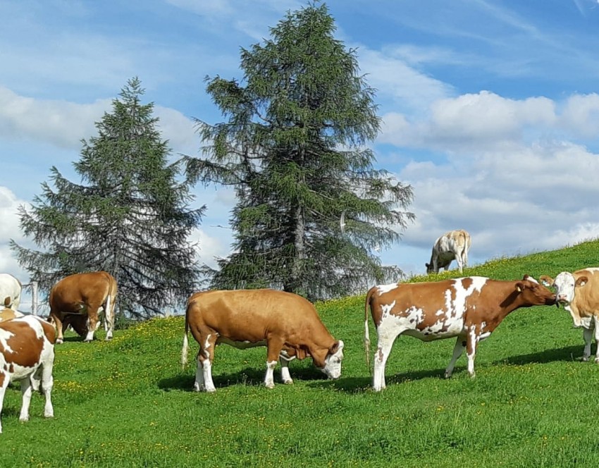 Unsere Milchkühe in Zauchensee